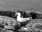 Gråtrut, Larus Argentatus, ruvande