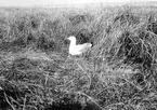 Gråtrut, Larus Argentatus, ruvande 30 maj 1909