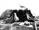 Gråtrut, Larus Argentatus, 1933