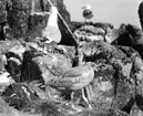 Gråtrut, Larus Argentatus,