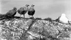 Gråtrut, Larus Argentatus med ungar sover de? 1933