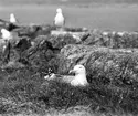 Gråtrut, Larus Argentatus i boet