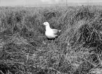 Gråtrut, Larus Argentatus, den första gråtruten på Kläppen, 30 maj 1909