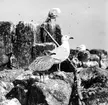 Gråtrut, Larus Argentatus, 1933
