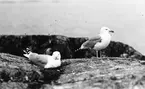 Gråtrut, Larus Argentatus par varav en ruvar
