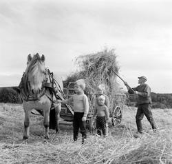 Slåttonn, høykjøring med hest. Skjelset i Furnesåsen. Lars S