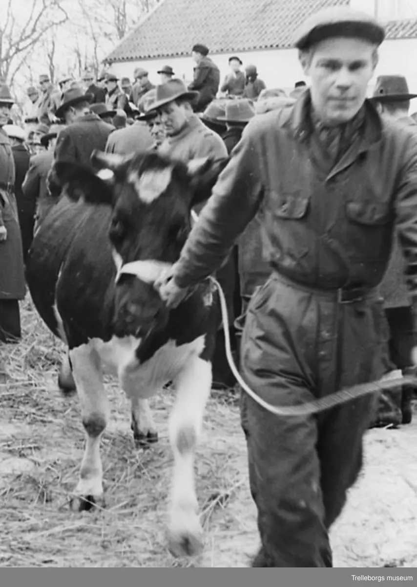 Auktion på Rämpedal i Västra Vemmerlöv 1956, killen är Bengt Oskar Hansson från Västra Vemmerlövs by.
