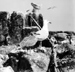 Gråtrut, Larus Argentatus, familj med gammal och ung, 1933