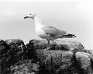 Gråtrut, Larus Argentatus