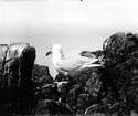 Gråtrut, Larus Argentatus