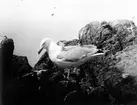 Gråtrut, Larus Argentatus