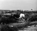 Havstrut, Larus Marinus, 21 - 22 maj 1932