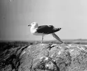Havstrut, Larus Marinus,