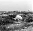 Havstrut, Larus Marinus, matar ungarna i boet, 22 maj 1932