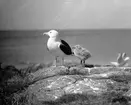 Havstrut, Larus Marinus, med unge 1 juni 1930