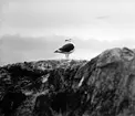 Havstrut, Larus Marinus,3 maj 1930