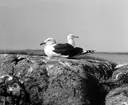 Havstrut, Larus Marinus, mot kväll 1 Juni 1930