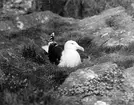 Havstrut, Larus Marinus, ruvande 3 maj 1936