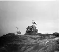 Havstrut, Larus Marinus, på sjömärket, 21 - 22 maj 1932