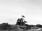 Havstrut, Larus Marinus, 21-22 maj 1932 på sjömärket