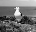Havstrut, Larus Marinus, 31 maj 1930