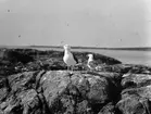 Havstrut, Larus Marinus, par 31 maj 1930