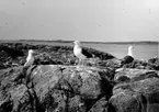 Havstrut, Larus Marinus, 31 maj 1930