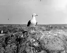 Havstrut, Larus Marinus, på utsiktsknösen 31 maj 1930