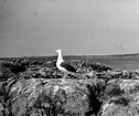 Havstrut, Larus Marinus, och gråtrutar 3 maj 1930