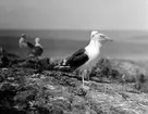 Havstrut, Larus Marinus, en i förgrund den dubbellägen 31 maj 1930