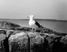 Havstrut, Larus Marinus, 31 maj 1930