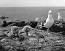 Havstrut, Larus Marinus, 1 juni 1930