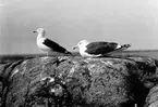 Havstrut, Larus Marinus, 1 Juni 1930