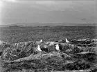 Havstrut, Larus Marinus, 3 maj 1930