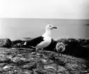 Havstrut, Larus Marinus, med unge 1 juni 1930