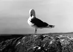 Havstrut, Larus Marinus,