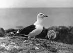 Havstrut, Larus Marinus, med unge