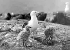 Havstrut, Larus Marinus, med ungar