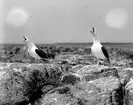 Havstrut, Larus Marinus, Gastande