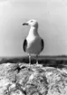 Havstrut, Larus Marinus,