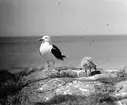 Havstrut, Larus Marinus, med unge 1 juni 1930