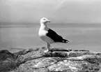 Havstrut, Larus Marinus,