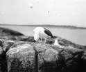 Havstrut, Larus Marinus, som börjar skria