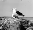 Havstrut, Larus Marinus, par 31 maj 1930