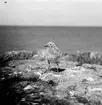 Havstrut, Larus Marinus, unge 1 Juni 1930