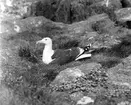 Havstrut, Larus Marinus, ruvar 3 maj 1930