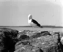 Havstrut, Larus Marinus, plockar sig 31 maj 1930