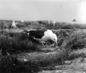 Havstrut, Larus Marinus, ger mat åt ungar i boet 21 - 23 maj 1932