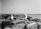 Havstrut, Larus Marinus, paret 3-4 maj 1930