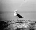 Havstrut, Larus Marinus, 31 maj 1930